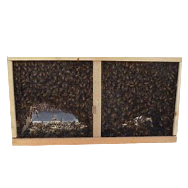 2024 - 3 Lb. Italian Honey Bee Packages With Marked Queen Out of Stock image 0