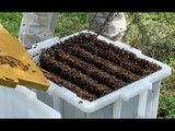 The Hive Buttler image 3