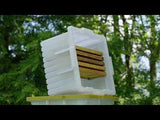The Hive Buttler image 9