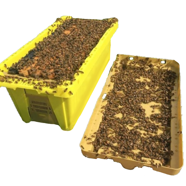 2024 5 Frame Honeybee NUC Call For Availability image 0