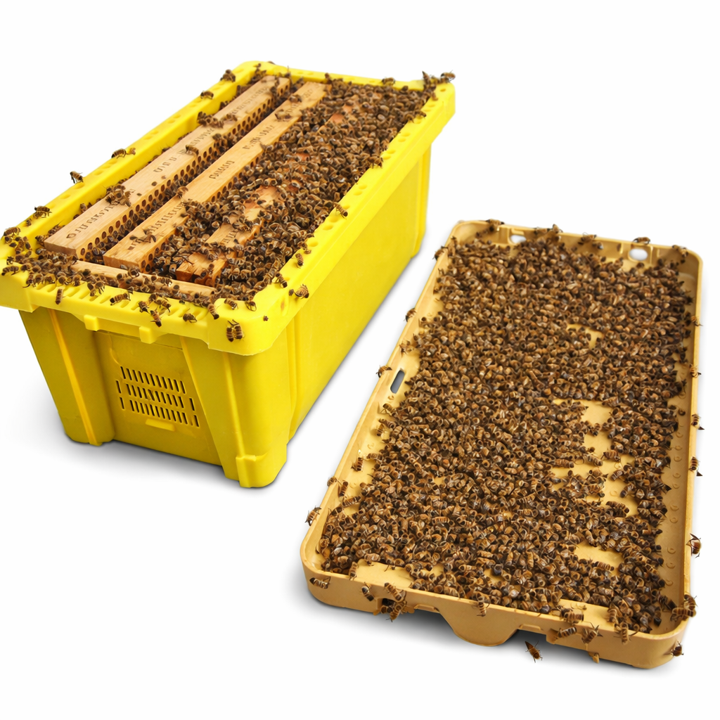 2026 5 Frame Honeybee NUC