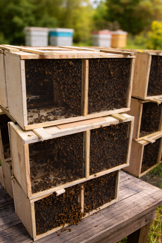 package, live bees