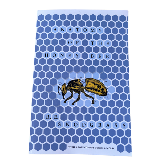 Anatomy Of The Honey Bee