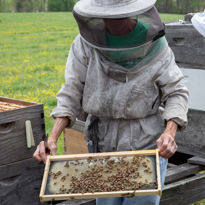 Intro to Beekeeping